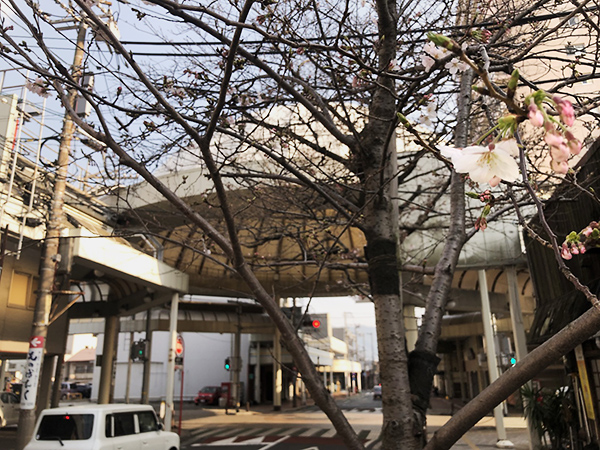 下関の桜も、もうすぐ見ごろを迎えます