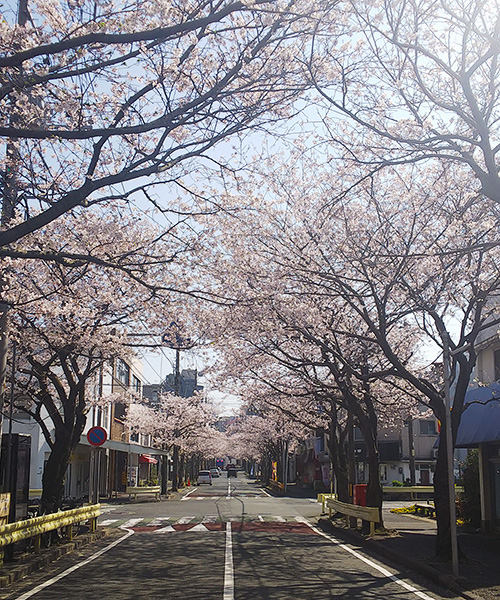 下関の桜も満開になりました