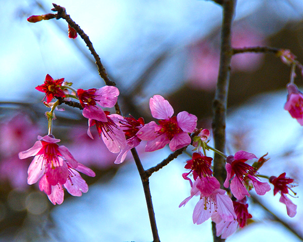 桜と椿