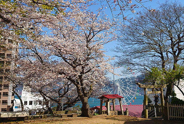 さくら（もも）の花と青空