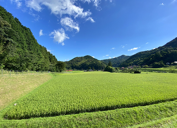 山口県の原風景ー夏の田んぼと青空