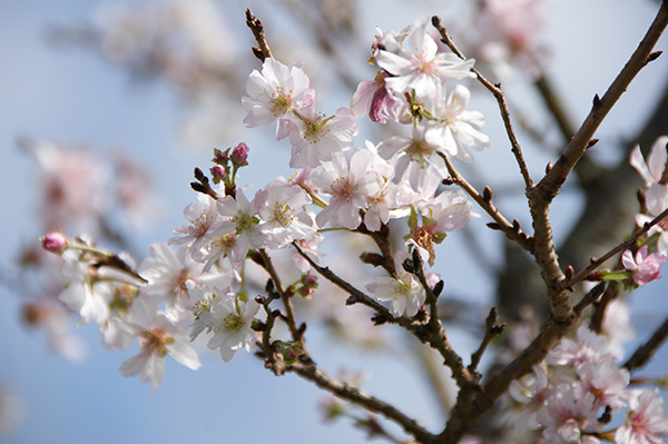彦島・老の山公園の「秋に咲いた桜」