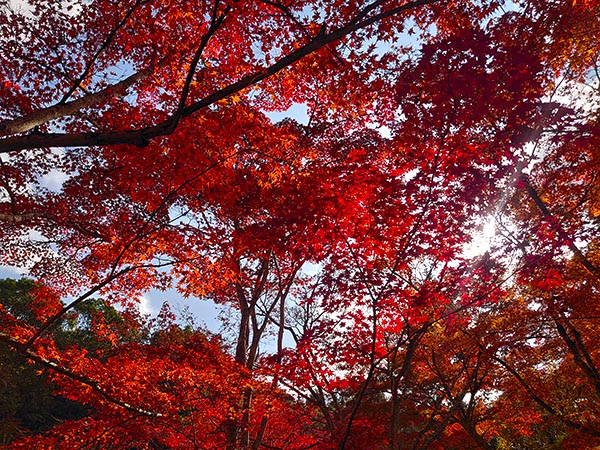 紅葉の名所・東行庵