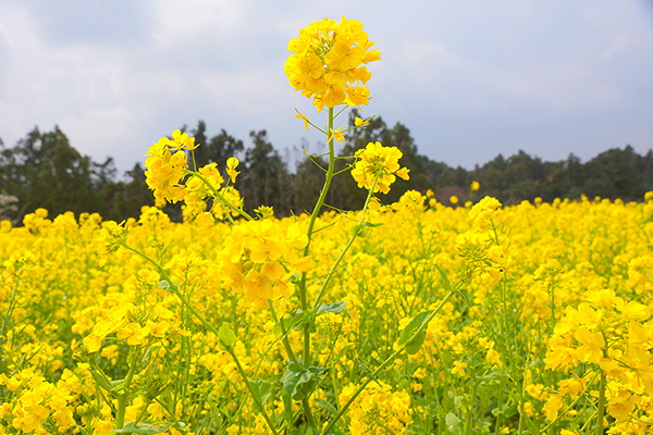 春分の日と年度末仕事