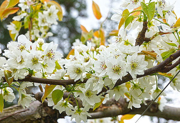 梨の花は4月に咲く