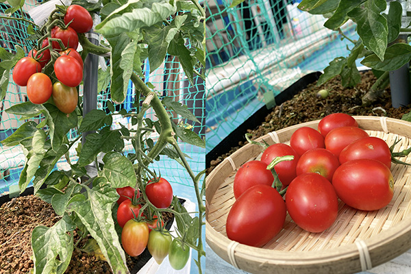 ナス、ミニトマト、スイカ…今年も夏野菜に挑戦！