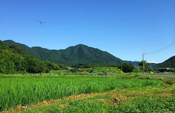 梅雨明けしたけど暑すぎます