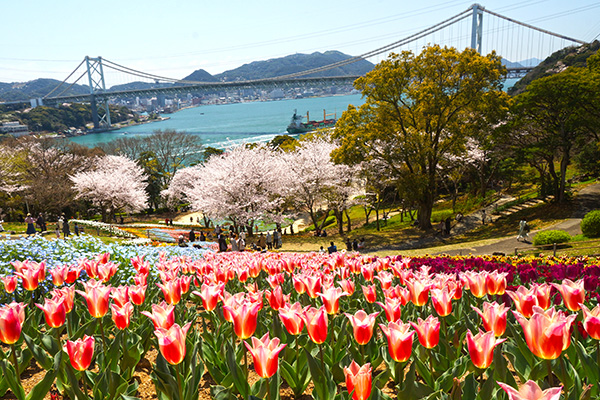 桜を愉しむblog続編！ 桜の名所や意外な穴場も…