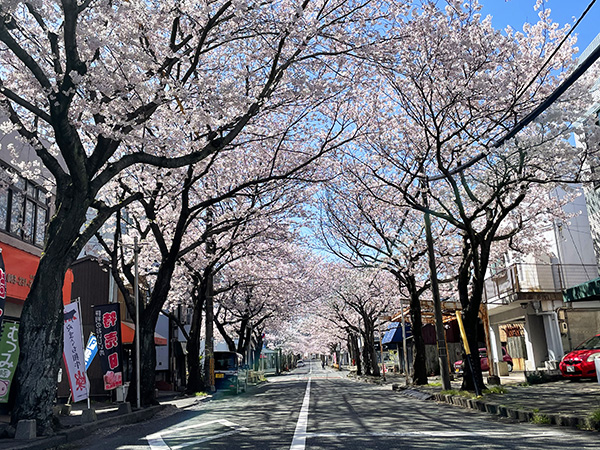 桜を愉しむblog in 下関 2022ver.