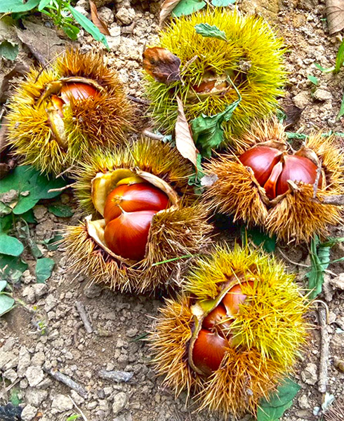 栗の甘露煮