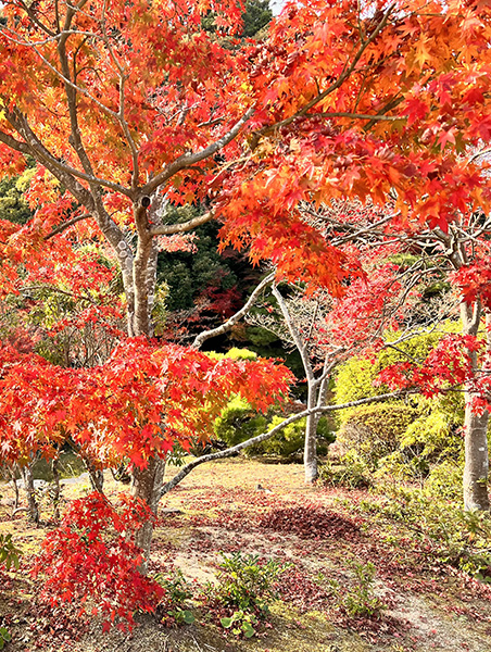 長府庭園の紅葉