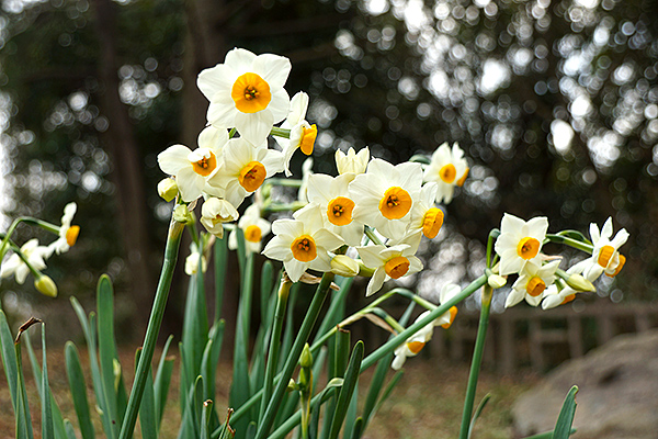 老の山公園へ季節の花を求めて