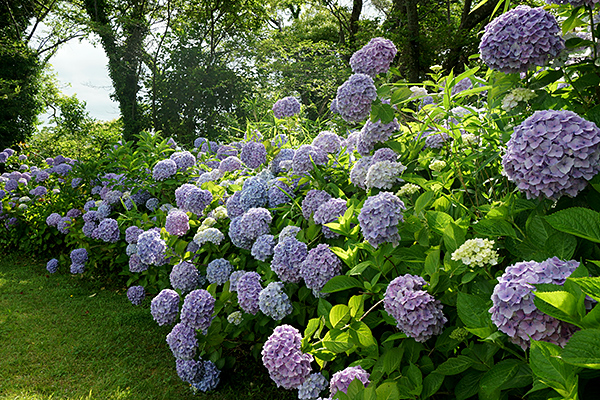 紫陽花