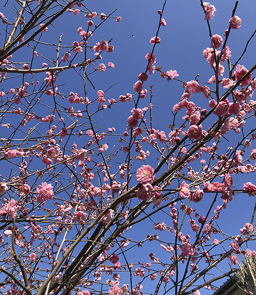 紅梅と木瓜の花